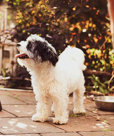 Sheepadoodle