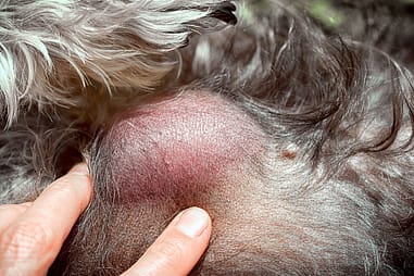 Mast cell tumors in dogs