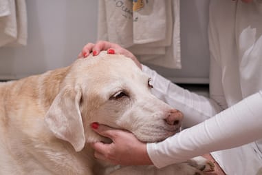 Cancer treatment in dog