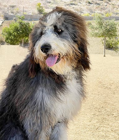 Bernedoodle