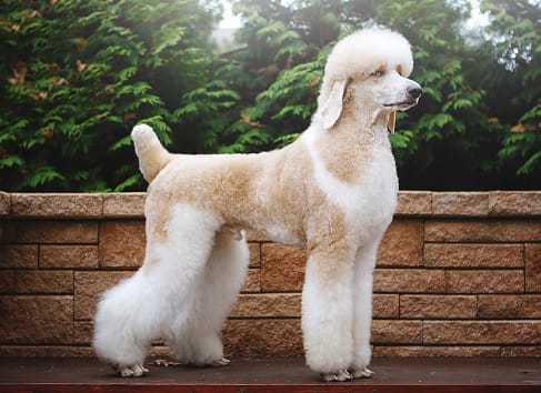 Cream Poodle dog breed