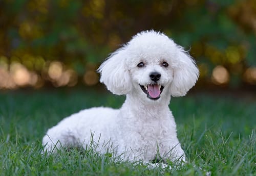White poodle Poodle dog breed Puppy