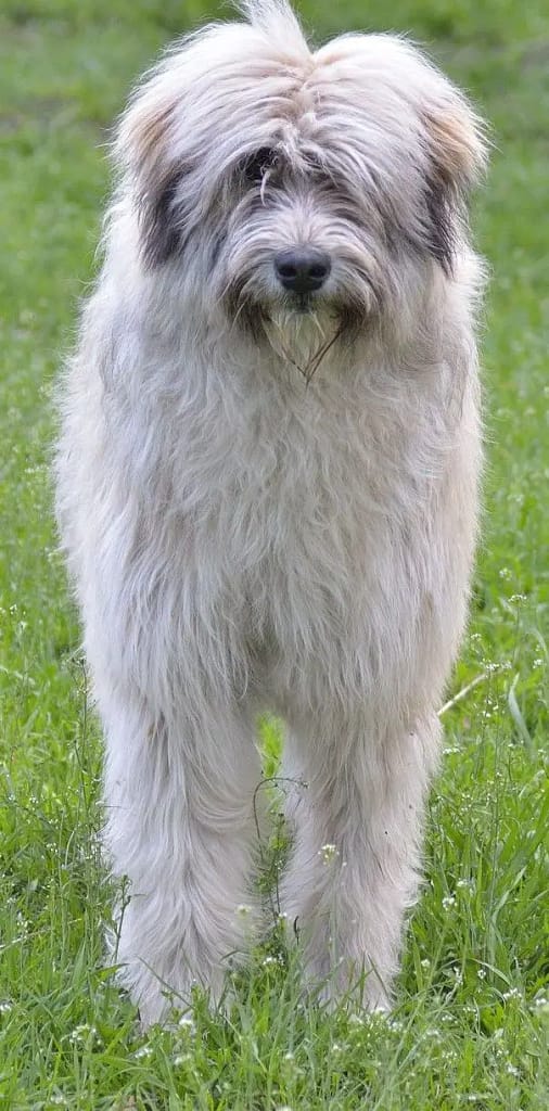 Romanian Mioritic Shepherd Dog Iamge