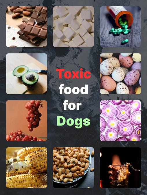 list of toxic foods for dogs