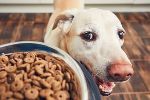 Hungry Labrador retriever want to eat