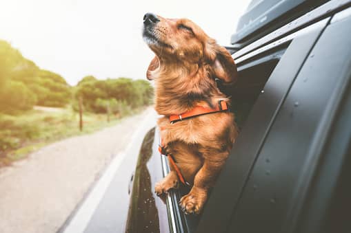 Travel with a dog in car