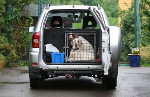dog crate for a car