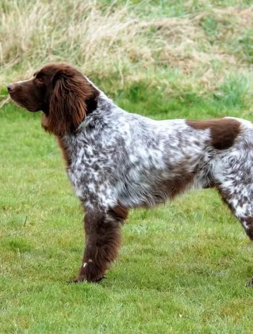 German longhaired pointer Dog Image