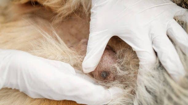 Breast Cancer in dogs