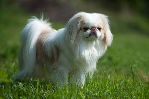 Japanese Chin 