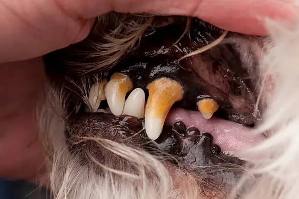 Dental Diseases is a common health problem of dog
