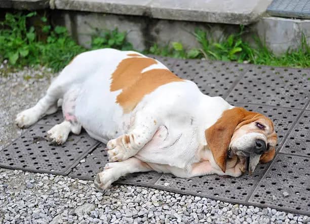 Obesity is a common health problem of dog