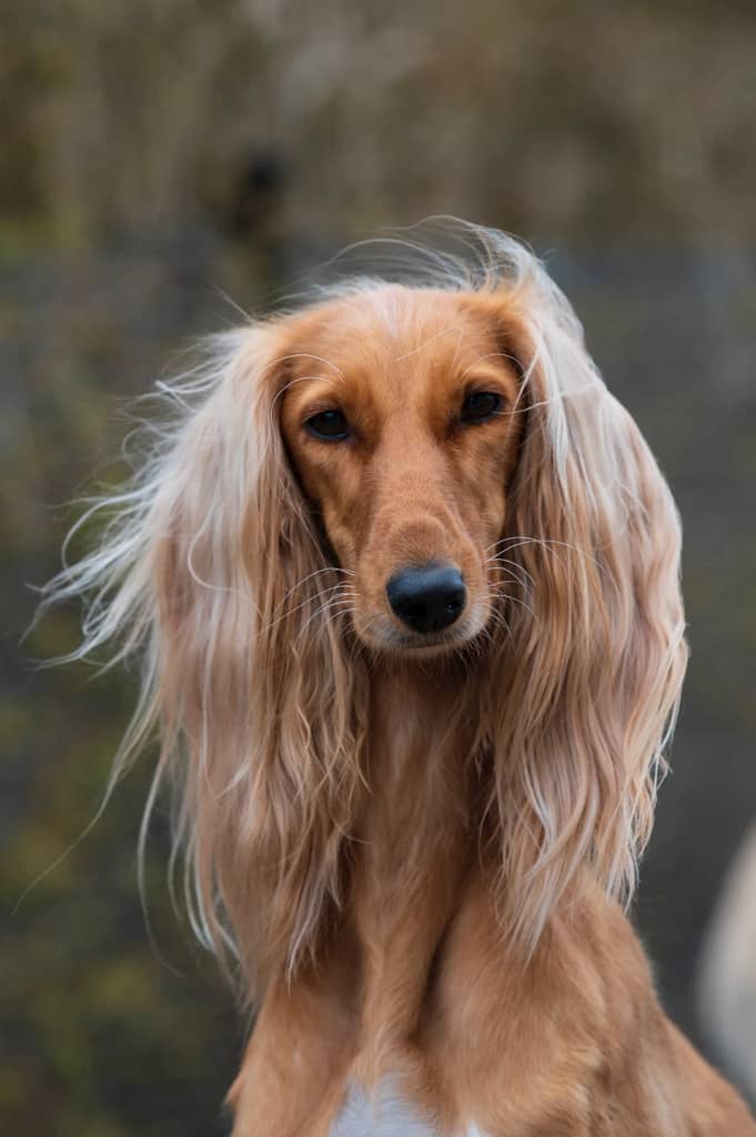 Afghan Hound is a long hair dog