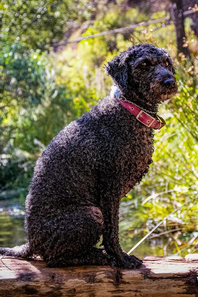 Spanish Water Dog is a guard dog breed