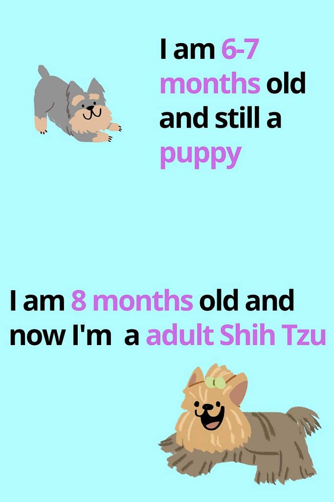 When Shih Tzu become adult from a puppy?