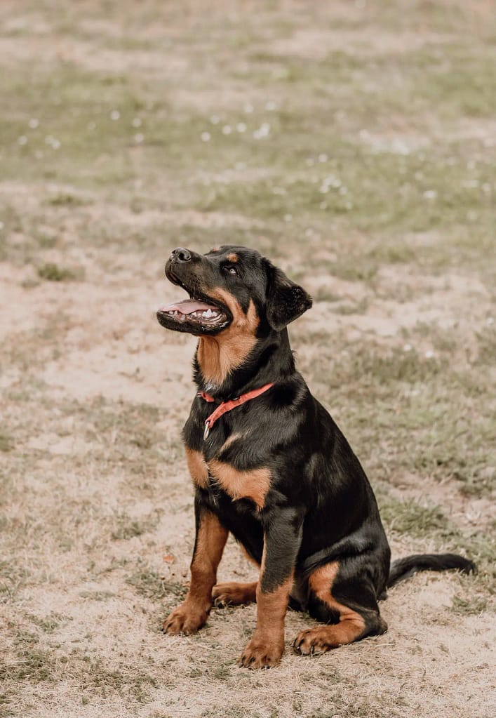 Rottweiler dog picture