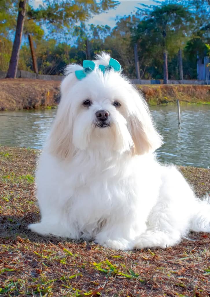 Lhasa Apso is a non-sports breed of dogs