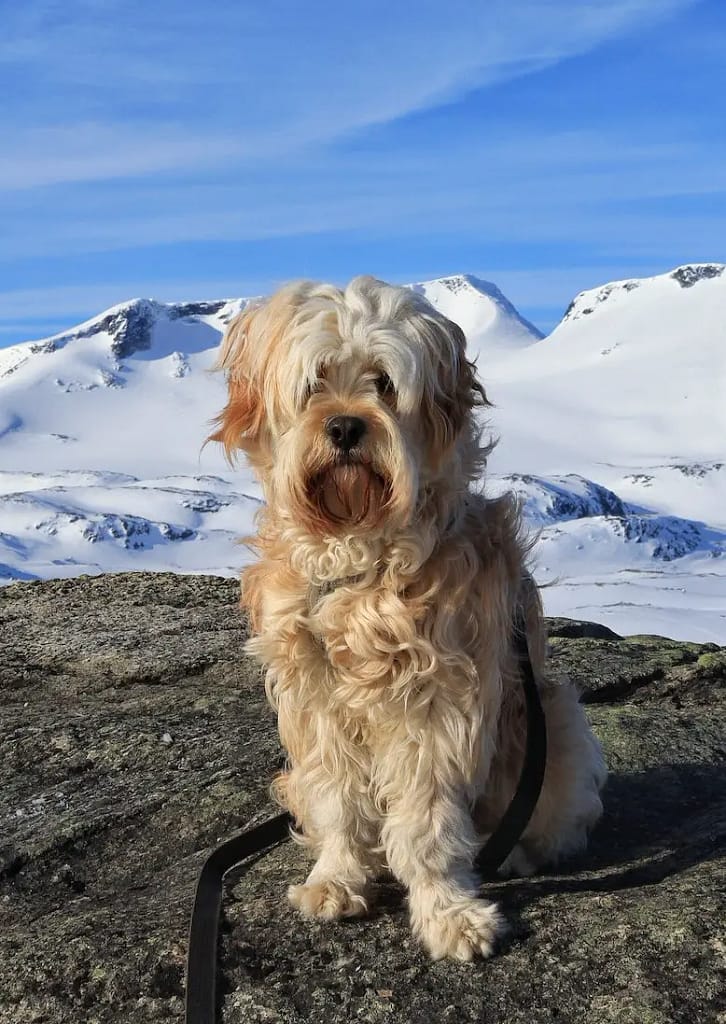 Tibetan Terrier dog in mountain