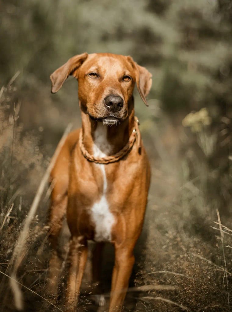 Rhodesian Ridgeback is a guard dog