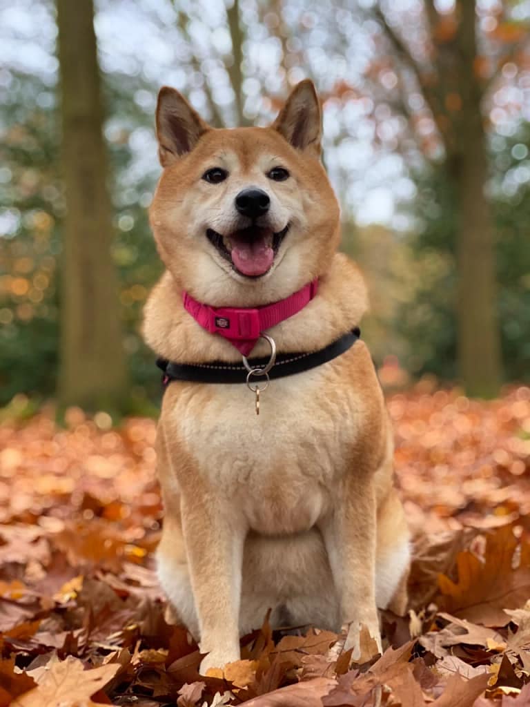 Akita Dog breeds for protection