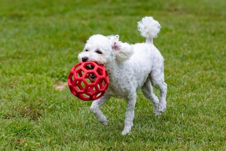Poodle dog playing with Ball