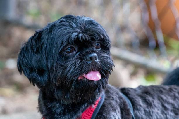 Excitability and Hyperactivity in shih tzu