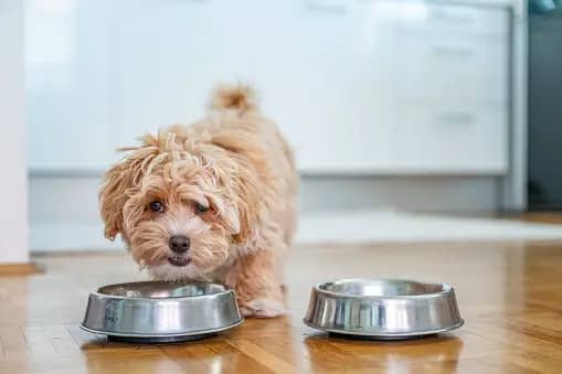 Shih Poo diet-related tips