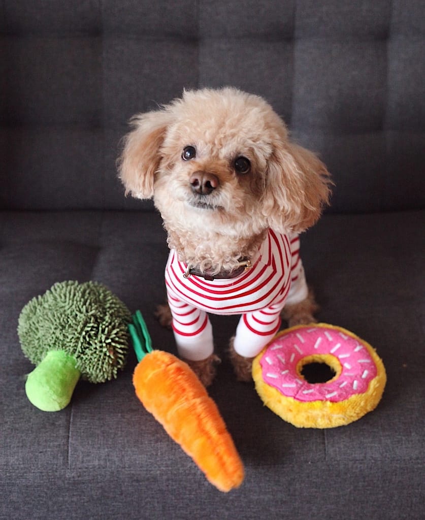 Poodle with natural food