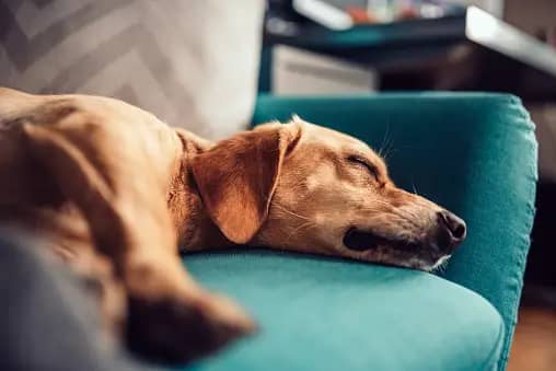 tiredness of dog picture