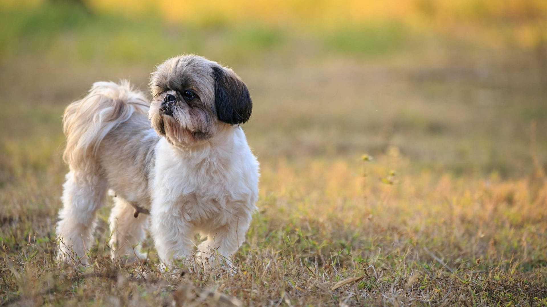 Shih Tzu Grooming Styles Find Out More  Kontota